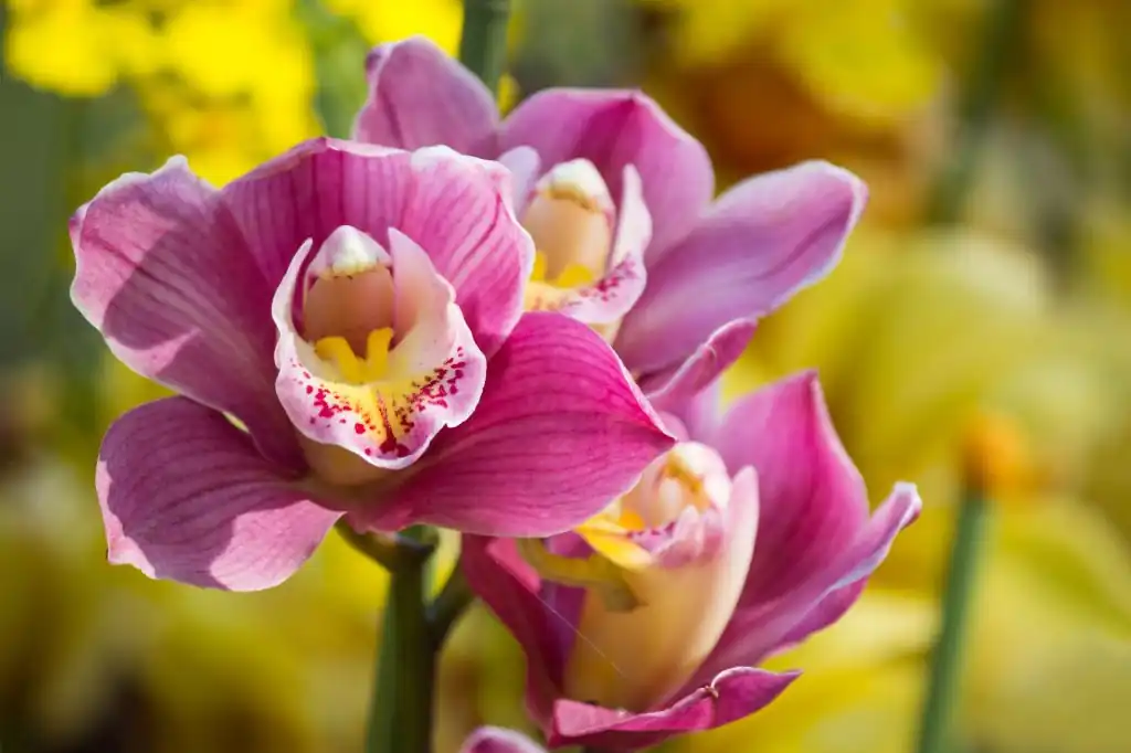 Eric Hágsater destaca la riqueza de las orquídeas mexicanas en el Día Nacional de la Orquídea